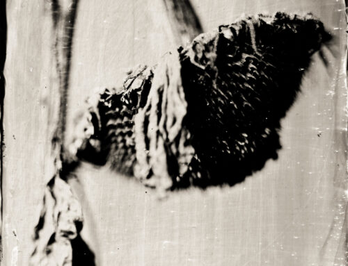 Edition: after the bloom