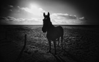 Fotoreise Baltrum Herbst