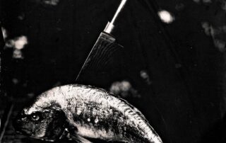 who stabbed the fish?