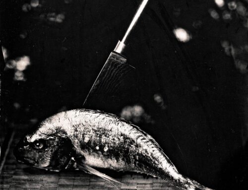 Edition: who stabbed the fish?